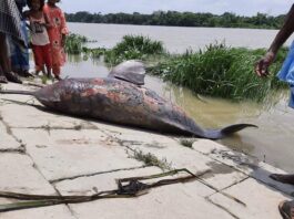 হালদা নদীতে মিলল মৃত ডলফিন