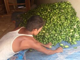 মিরসরাইয়ে লেবু চাষে স্বাবলম্বী কৃষক