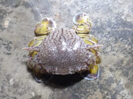 আনোয়ারার উপকূলে মিলছে কাঁকড়া