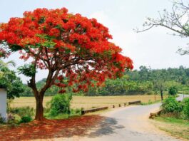 বৃক্ষ ধরণীতে নিঃস্বার্থ, পরম ও উপকারী বন্ধু