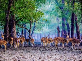 প্রাকৃতিক সুরক্ষা দেয়াল সুন্দরবন : একে রক্ষা করতে হবে