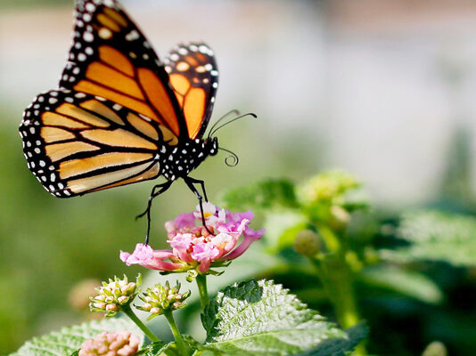 কাদা খেয়েই বাঁচে প্রজাপতি