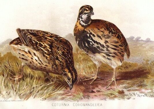 বাপ্পীর কোয়েল