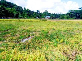 টানা বর্ষণে আমন ধান ও রবি ফসলের ব্যাপক ক্ষতি