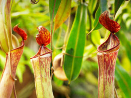 এই ফুল কাছে পেলেই গিলে খায় ক্ষুদ্র প্রাণী