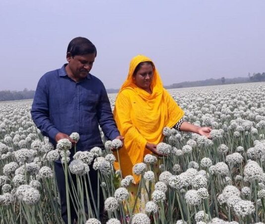 পেঁয়াজের বীজ চাষ করেই কোটিপতি