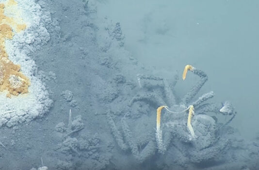 সাগরতলের বিস্ময়কর হ্রদে গেলেই প্রাণী হয় মমি