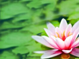 বিজয় ফুল