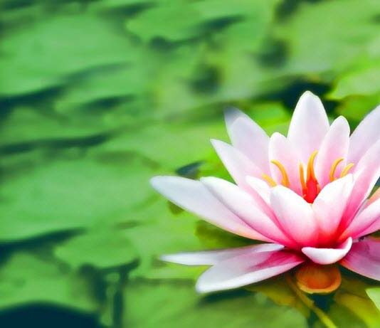 বিজয় ফুল