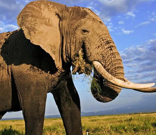 ঐরাবতের শুঁড়ের বড়াই