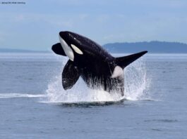 কিভাবে আত্মহত্যা করে তিমি?