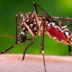 ডেঙ্গু থেকে বাঁচতে আঙিনা পরিষ্কার রাখুন : সুজন