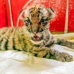 মেয়ে হয়েছে বাঘিনী শুভ্রার