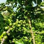 পাহাড়ে কফি চাষে নতুন সম্ভাবনার দুয়ার খুলছে