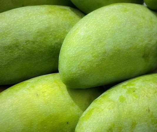 ফজলি আম ও বাগদা চিংড়ি পাচ্ছে ভৌগলিক নির্দেশক স্বীকৃতি