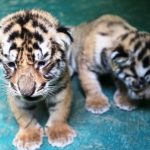 বাঘিনী জয়ার খাঁচায় নতুন দুই অতিথি