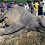 সাতকানিয়ায় বিদ্যুৎস্পৃষ্টে বন্য হাতির মৃত্যু