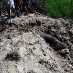 চকরিয়ায় বনাঞ্চলে উদ্ধার পুঁতে রাখা বন্যহাতির মরদেহ