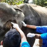 বয়স্ক ও অসুস্থ বন্যপ্রাণীর চিকিৎসা শুরু