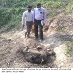 বাঁশখালীর পাহাড়ে ফের মিলল মৃত হাতির শাবক