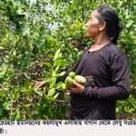 মিরসরাইয়ে লেবু উৎপাদনের লক্ষ্য ৫০০ মেট্রিক টন