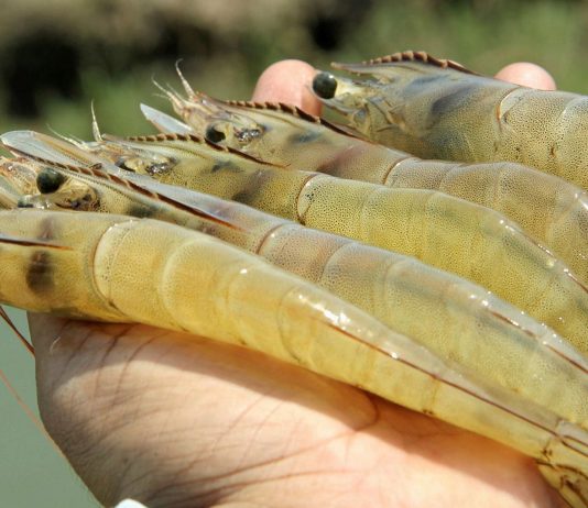 অবশেষে চট্টগ্রামে ভেনামি চিংড়ি চাষ শুরু