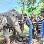 রাঙ্গুনিয়ায় ডেবা থেকে বন্যহাতি উদ্ধার