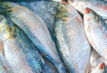 বাঙালির পাতে কি ইলিশ পড়বে না