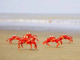 সমুদ্র উপকূলে লাল কাঁকড়া সংরক্ষণে আর বাধা রইল না