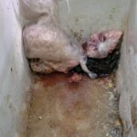 দুই প্রতিষ্ঠানকে ১ লাখ নব্বই হাজার টাকা জরিমানা