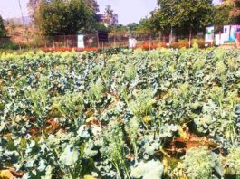 রাইখালী কৃষি গবেষণা কেন্দ্রে ব্রকলির জাত উদ্ভাবন ও চাষ