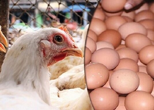 ব্রয়লার মুরগি ও ডিমের দাম চড়া