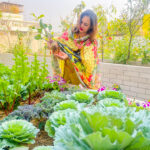 গাছ, ফুল-ফলের নজরকাড়া ছাদবাগান