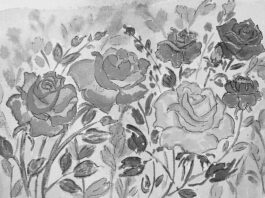 গোলাপ চাষ খুলে দিতে পারে নতুন দুয়ার