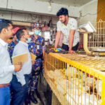 অভিযানেও কমছে না মুরগির দাম