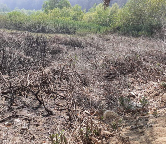 প্যারাবন উজাড়, দুর্যোগ ঝুঁকিতে উপকূল