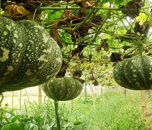 মহেশখালীতে মিষ্টি কুমড়ার বাম্পার ফলন
