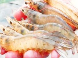 ভেনামি চিংড়ি চাষের অনুমতি