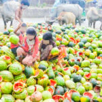 এত তরমুজ রাস্তায় ফেলে দিলো কারা?