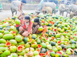 এত তরমুজ রাস্তায় ফেলে দিলো কারা?
