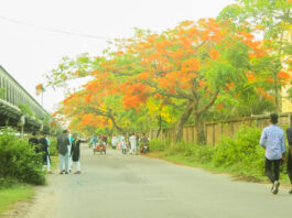 কৃষ্ণচূড়ার রঙে সেজেছে সিইউএফএল সড়ক