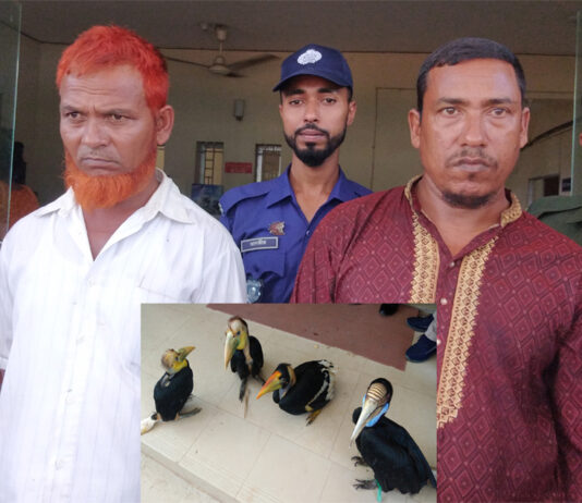 বাঁশখালীতে ৪টি রাজ ধনেশ পাখি উদ্ধার