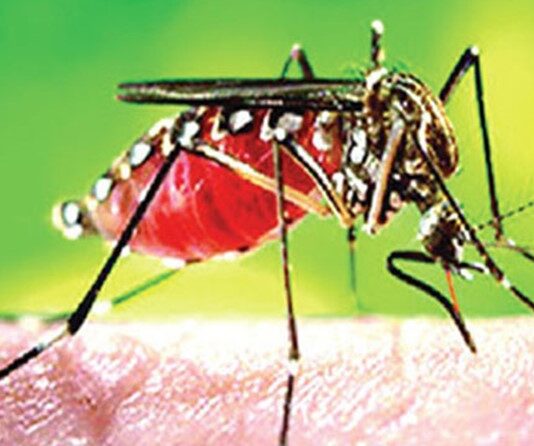 মশা নিধনে ঢিমেতাল কেন চসিকের