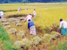 রাউজানে বোরো ধানে পোকার আক্রমণ