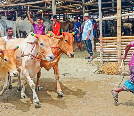 নগরের অলি-গলিতে বেড়েছে কেনাবেচা