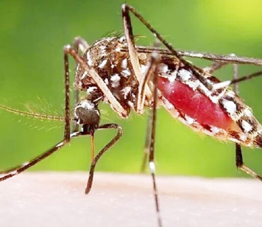 ডেঙ্গুতে মৃত্যুহার বেশি বাংলাদেশে