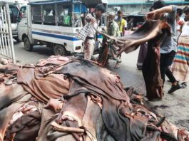 কোরবানি পশুর চামড়া