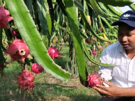 ৪০ মেট্টিক টন ড্রাগন উৎপাদনের লক্ষ্যমাত্রা