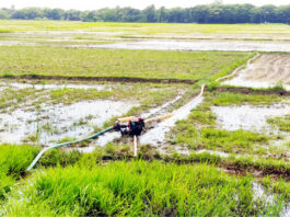 শ্রাবণেও বৃষ্টি নেই দুশ্চিন্তায় আমন চাষিরা