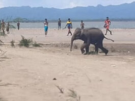 নাফ নদী সাঁতরে মিয়ানমার থেকে এল হাতি